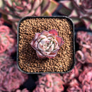 newestsuccs207.jpeg
