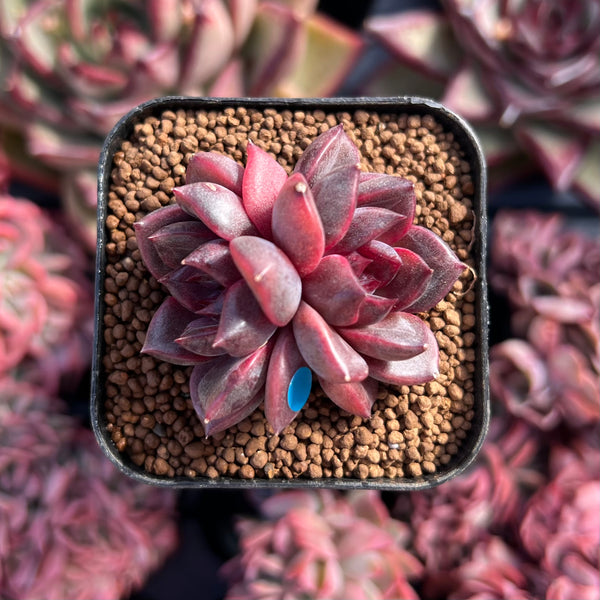 ジャケット・アウター echeveria LeatherSwitichingWorkJKT ovy Echeveria 'Ziwei' 1