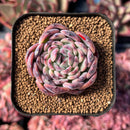 newestsuccs21.jpeg