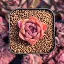 newestsuccs223.jpeg