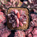 newestsuccs229.jpeg