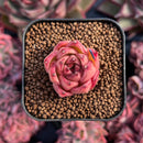 newestsuccs230.jpeg