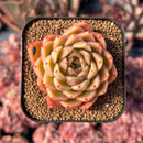 newestsuccs232.jpeg