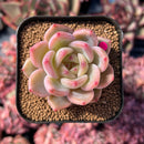 newestsuccs239.jpeg