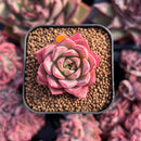 newestsuccs240.jpeg