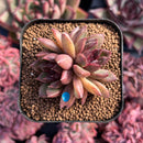 newestsuccs242.jpeg