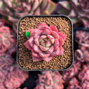 newestsuccs243.jpeg