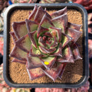 newestsuccs24.jpeg