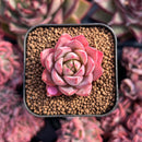 newestsuccs254.jpeg