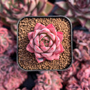 newestsuccs256.jpeg