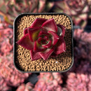 newestsuccs258.jpeg