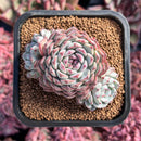 newestsuccs260.jpeg