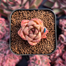 newestsuccs266.jpeg