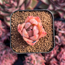 newestsuccs270.jpeg