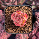 newestsuccs278.jpeg