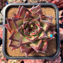 newestsuccs27.jpeg