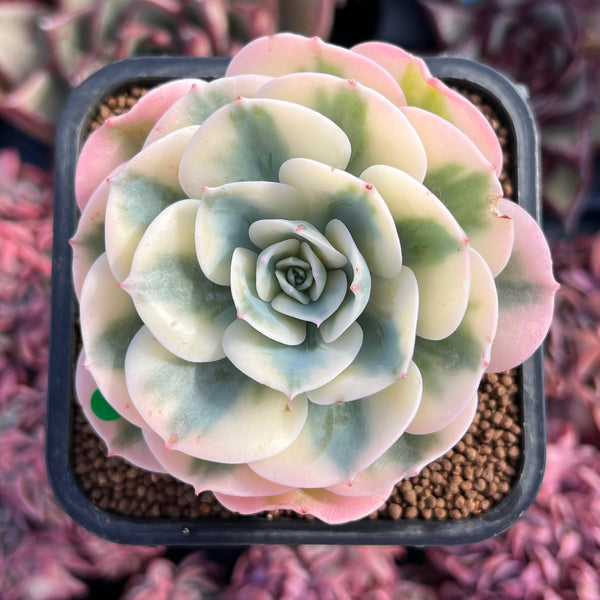 Echeveria 'Compton Carousel' AKA Echeveria 'Lenore Dean'