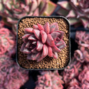 newestsuccs285.jpeg