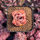 newestsuccs287.jpeg