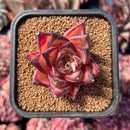 newestsuccs28.jpeg