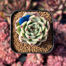 newestsuccs299.jpeg