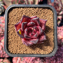 newestsuccs2.jpeg