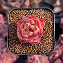 newestsuccs300.jpeg
