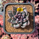 newestsuccs30.jpeg