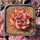 newestsuccs31.jpeg
