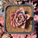 newestsuccs32.jpeg