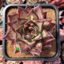 newestsuccs35.jpeg