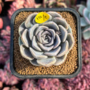 newestsuccs388.jpeg