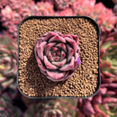 newestsuccs395.jpeg