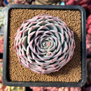 newestsuccs3.jpeg