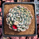newestsuccs405.jpeg