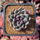 newestsuccs40.jpeg