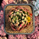 newestsuccs414.jpeg