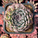 newestsuccs420.jpeg