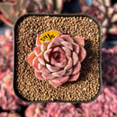 newestsuccs422.jpeg