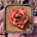 newestsuccs42.jpeg