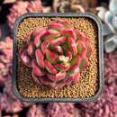 newestsuccs437.jpeg