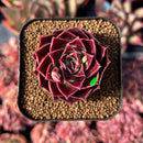newestsuccs440.jpeg
