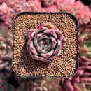 newestsuccs441.jpeg