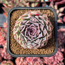 newestsuccs442.jpeg