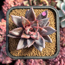 Echeveria 'Tremolo' 2" Succulent Plant
