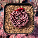 newestsuccs46.jpeg