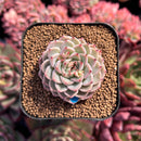 newestsuccs470.jpeg