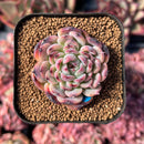 newestsuccs48.jpeg