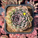 newestsuccs496.jpeg