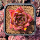 newestsuccs50.jpeg